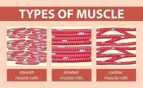 Types Of Muscle Tissue Of Human Body Diagram Stock Vector Illustration Of Body Diagram 92185861