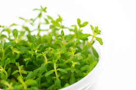 Image result for Scrophulariaceae