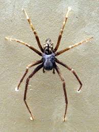 black house spider wikipedia