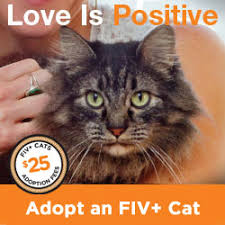 Dog and cat adoptions are the cornerstone of our mission and services. Colony Cats Dogs