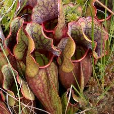Image result for Triraphis purpurea