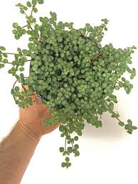 Image result for Pluchea bequaertii