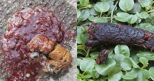 Blood In Your Dog S Poo Pdsa