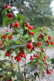 Image result for Abutilon rehmannii
