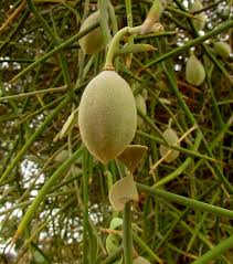 Image result for Balanitaceae