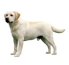 Pies labrador retriever - Charakterystyka rasy | PURINA