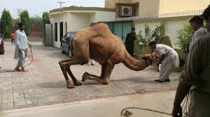 Camel for qurbani eid 2018 in lahore samanabad camel qurbani 2018 heavy camels qurbani beautiful camel qurbani in gujranwala wapda town 2016. Camel Qurbani Part 1 2015 Eid E Qurban Youtube