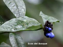 Image result for Psychotria articulata