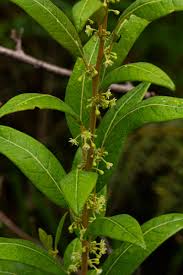 Image result for Clutia