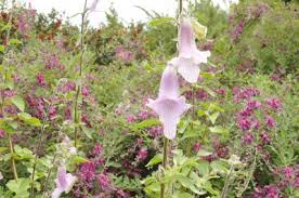 Image result for Ceratotheca triloba