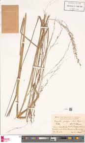 Image result for Eragrostis prolifera