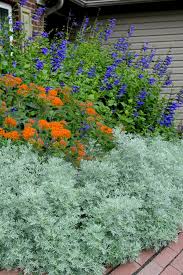 Image result for Artemisia sp.no.1