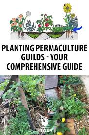 So far i've found that these are companions for citrus trees: Planting Permaculture Guilds Your Comprehensive Guide New Life On A Homestead