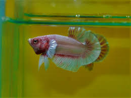 Makanan yang baik bisa membuat ikan cupang cepat besar dan lebih cantik. Hmpk Cupang Plakat Info Ikan Cupang