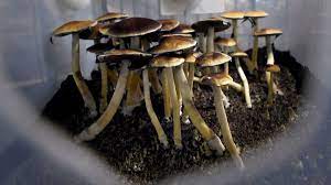 In A Landmark Decision Canada Allows 4 Terminal Patients To Legally Use Psilocybin To Ease Anxiety Grit Daily News