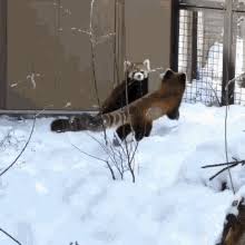 See more ideas about red panda, panda, red panda gif. Red Panda Gifs Tenor