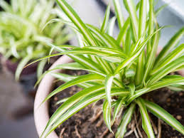 Mold growing on the houseplants' soil or on the actual leaves of the plant is both harmful for the members of the household and for the plants. Could Houseplants Keep Tabs On The Health Of Your Home Innovation Smithsonian Magazine