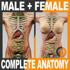 The internal organs constitute the most conspicuous part of the organs of the human body; Anatomy Cgshape Buy And Download 3d Models