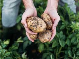 The phrase comes from rhyming slang in which taters (potatoes) in the mould rhymes with cold. How Long Do Potatoes Last Raw Cooked And More