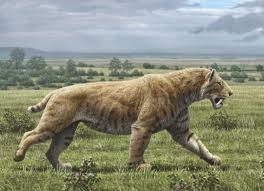 Extinct Smilodon Populator Was The Largest And Strongest Of The Saber Tooth Cats Weighing Around 490 To 880 Lbs In 2020 Prehistoric Animals Smilodon Extinct Animals