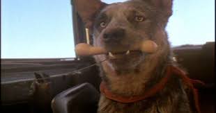 mad max s dog mad max 犬 動物 マッドマックス