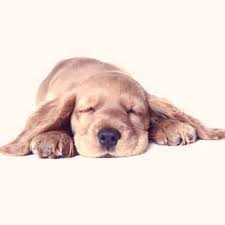 I got her at 7 weeks old and she's been great! How To Get Rid Of Diarrhea In Puppies Petcarerx