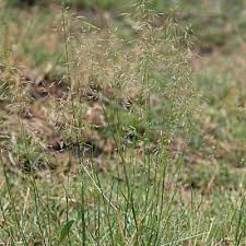 Image result for Eragrostis inamoena