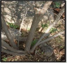 Image result for Blepharis diversispina