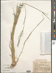 Image result for Eragrostis cylindriflora