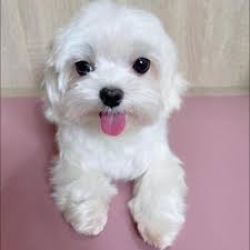 3+1毛們的異想世界- 還好胖胖姊姊留給大家的窩窩夠大⋯ 辛苦肉肉了，有這種妹妹們心真的會比較累（摸摸頭）