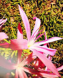 Pink Lily Indoor Flowering Plants Flowering Plants In India Plant Decor Indoor
