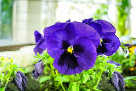 Purple and white flowers with yellow center. 37 Different Types Of Violets For Your Garden Home Stratosphere