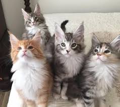 They are 100% dedicated to their chosen person, following them from room to room, being distraught if they leave the house, and always. Pure Breed Maine Coon Kittens Available For Sale Labeb Open Sou
