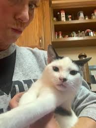 Friends, we are missing 3 of our beloved cats! Blu a male who looks like a  Siamese, Finn a male who is white with black spots and Luna the orange  tiger female.