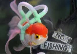 Man Makes A Life Vest For Pet Fish Who Can T Swim Vegetarian Friend Pet Goldfish Pet Fish Goldfish