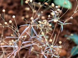 Image result for Hypertelis