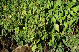 Image result for Boehmeria nivea