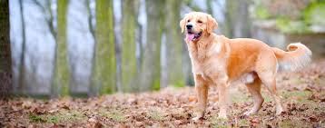 A popular unisex name is connelly, which has an irish origin. Dog Names Meaning Lucky Popular Male And Female Names Wag