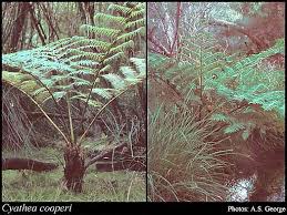 Image result for Cyathea capensis