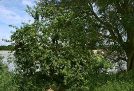 Image result for Combretum erythrophyllum