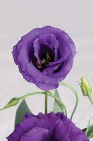 Lisianthes Google Search Rose Like Flowers Flowers Types Of Roses