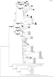 Image result for Rhizobium radiobacter, syn. Agrobacterium tumefaciens