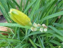 Eat daylilies flowers see how. Daylilies Forum Daylily Buds Looked Like They Re Nipped Off Hungry Bunny Again Garden Org