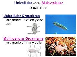 Cells are small organisms that control everything in living things. 5 L 1 1 Single Cell Multicell Study Guide Quiz Quizizz