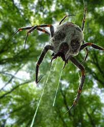59 Pictures That Will Show You Why Australia Is So Unique Incredible Creatures Animals Spider