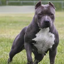 Ein blue line amstaff zugelaufen,fällt mir arg schwer zu glauben. Wie Viel Kostet Dieser Pitbull Hund Bilder