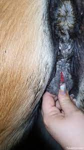 Horse pussy lick