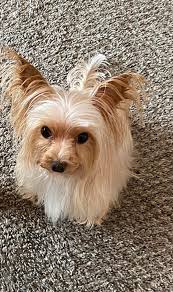 Yorkies and their fearless personalities