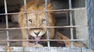 Starved lion's heartbreaking 'cry for help' after being trapped in war zone  zoo for months - The Mirror