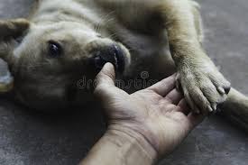 We did not find results for: 656 Human Hand Holding Dog Paw Photos Free Royalty Free Stock Photos From Dreamstime